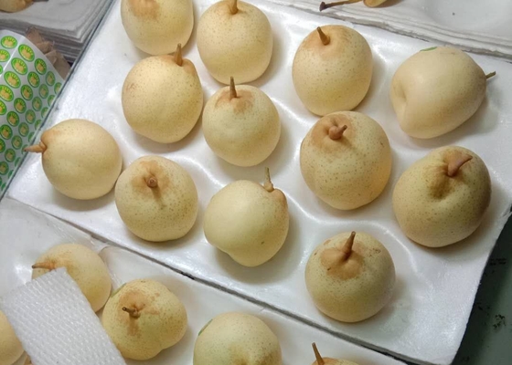 2021 Nieuwe Gewassen Chinese Peer