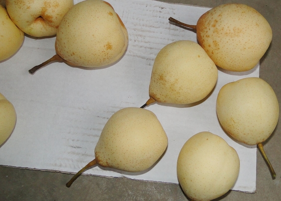 Zoete Sappige Verse Chinese Ya-Heerlijke de Kroonpeer van het Perenfruit