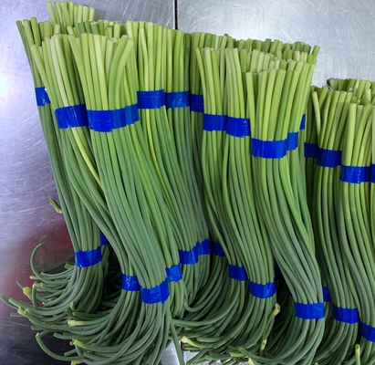 Lengte 45cm Verse het Knoflookspruit 10kgs/Carton van de Knoflookbout