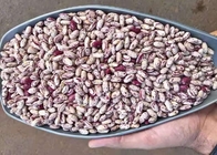 Lichte Gespikkelde Droge Nier Bean To Yemen droog Pinto Beans