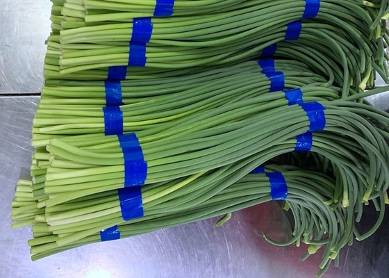 Verse het Knoflookbout van HACCP