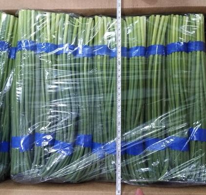 Verse het Knoflookbout van HACCP