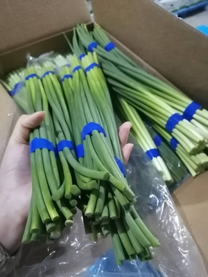 Verse het Knoflookbout van HACCP